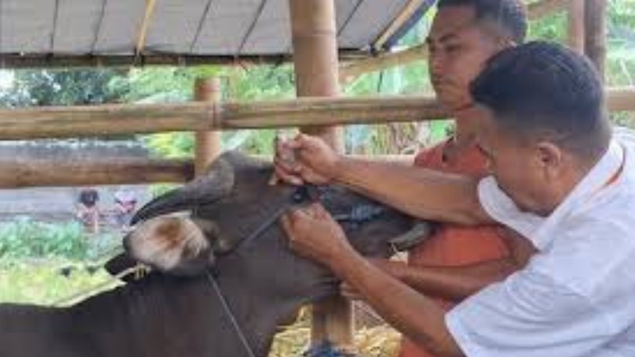 Tim Kurban Mataram Temukan Sapi Sakit Mata di Lapak